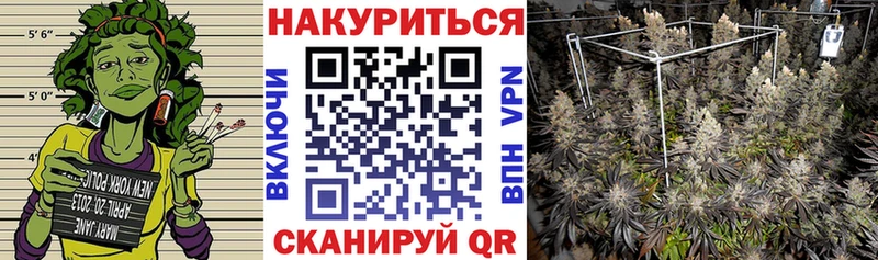 Конопля гибрид Гатчина